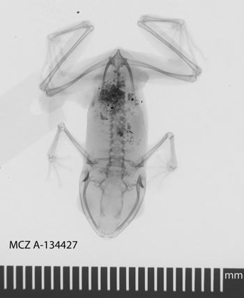 Media type: image;   Herpetology A-134427